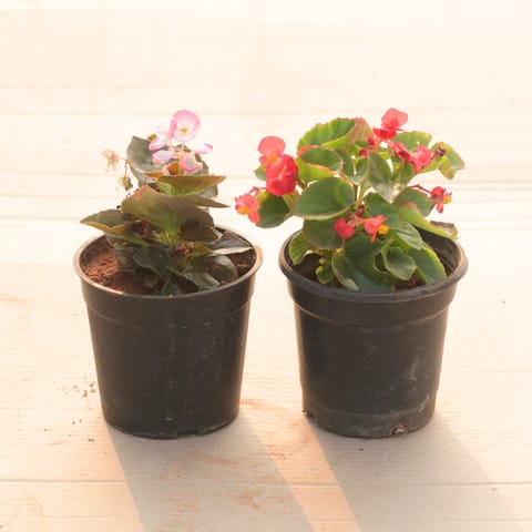 Set of 2 - Begonia (Pink & Red) in 4 Inch Nursery Pot