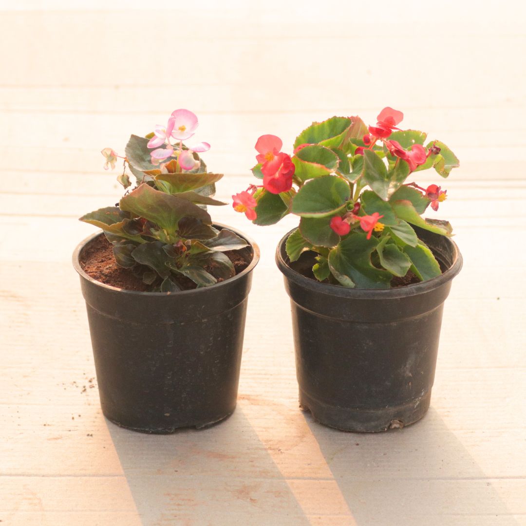 Set of 2 - Begonia (Pink & Red) in 4 Inch Nursery Pot