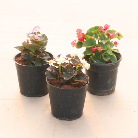 Set of 3 - Begonia (Pink, White & Red) in 4 Inch Nursery Pot