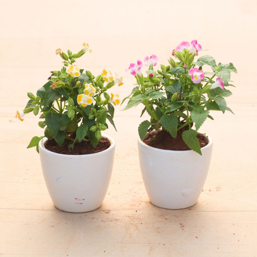 Set of 2 - Wishbone / Torenia (Pink & Yellow) in 4 Inch White Classy Cup Ceramic Pot