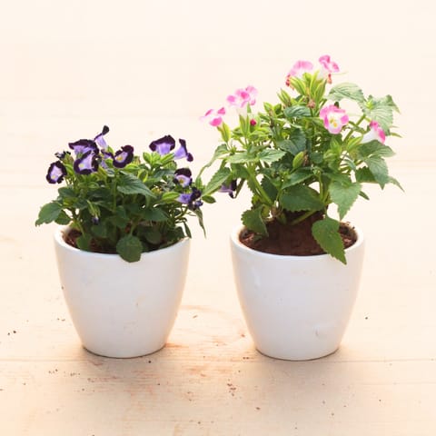 Set of 2 - Wishbone / Torenia (Blue & Pink) in 4 Inch White Classy Cup Ceramic Pot