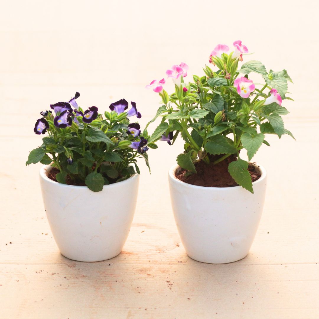 Set of 2 - Wishbone / Torenia (Blue & Pink) in 4 Inch White Classy Cup Ceramic Pot