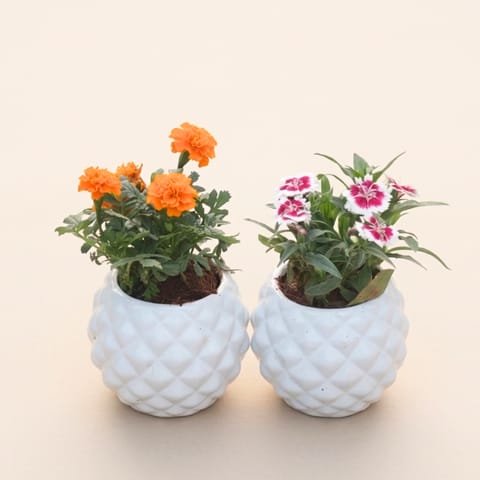 Set of 2 - Dianthus & Marigold / Genda Jafri (Any Colour) in 4 Inch Classy White Pineapple Textured Ceramic Pot