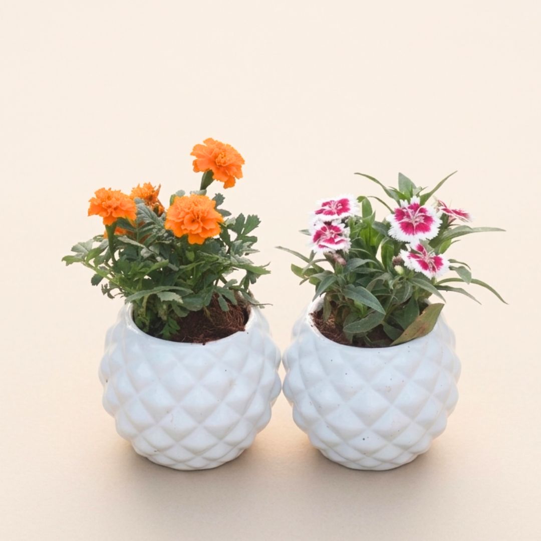 Set of 2 - Dianthus & Marigold / Genda Jafri (Any Colour) in 4 Inch Classy White Pineapple Textured Ceramic Pot