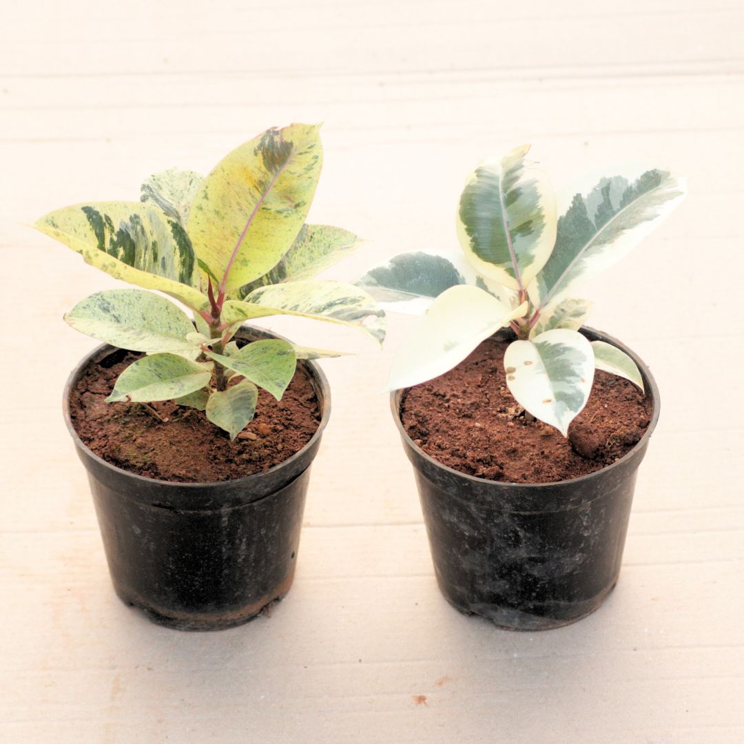 Set of 2 - Rubber (Green & Variegated White) in 6 Inch Nursery Pot