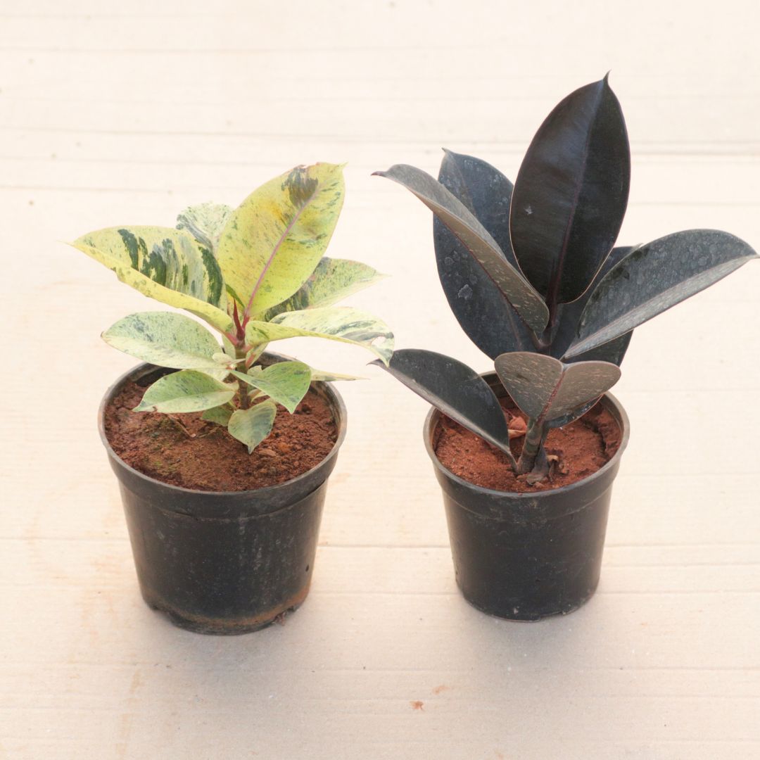 Set of 2 - Rubber (Green & Black) in 6 Inch Nursery Pot