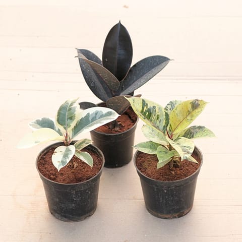Set of 3 - Rubber (Green, Variegated White & Black) in 6 Inch Live Plant Nursery Pot