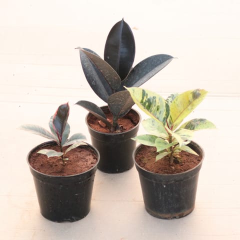 Set of 3 - Rubber (Green, Pink & Black) in 6 Inch Live Plant Nursery Pot