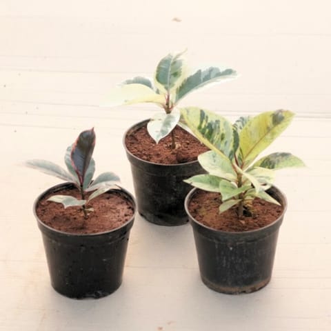 Set of 3 - Rubber (Green, Pink & Variegated White) in 6 Inch Live Plant Nursery Pot