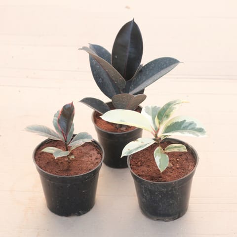 Set of 3 - Rubber (Black, Pink & Variegated White) in 6 Inch Live Plant Nursery Pot