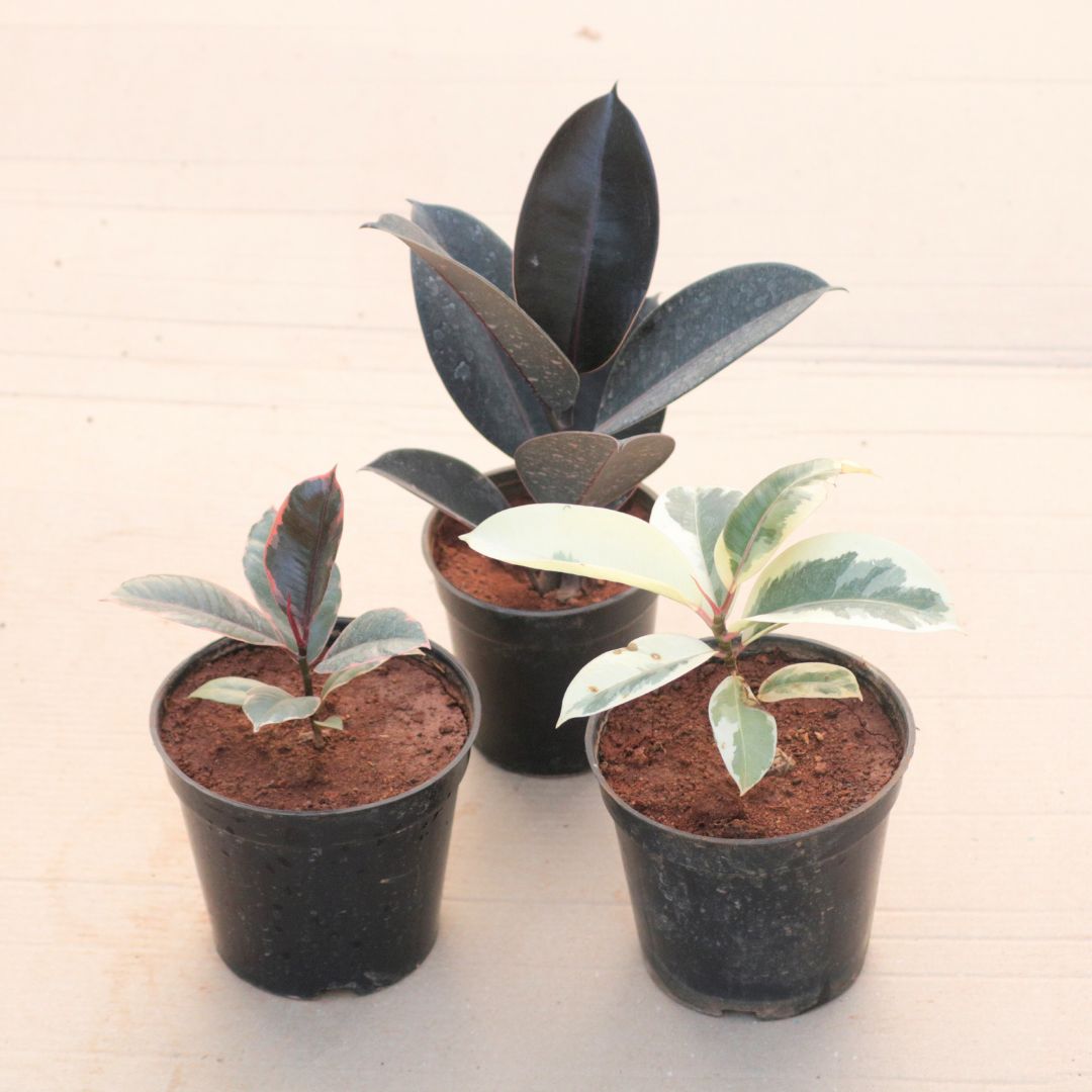 Set of 3 - Rubber (Black, Pink & Variegated White) in 6 Inch Nursery Pot