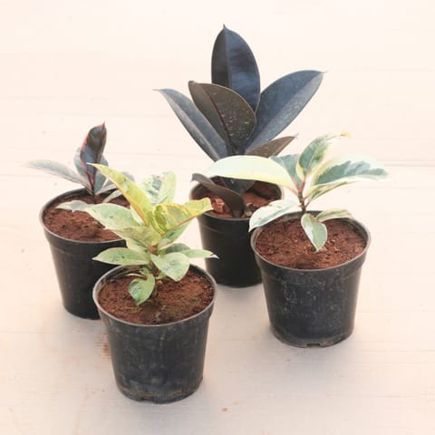 Set of 4 - Rubber (Black, Green, Pink & Variegated White) in 6 Inch Live Plant Nursery Pot