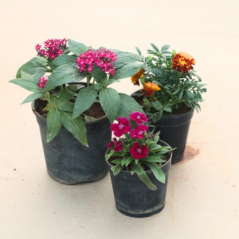 Set of 3 - Dianthus (Any Colour), Pentas (Any Colour) & Marigold / Genda Jafri (Any Colour)  in 4 Inch Nursery Pot