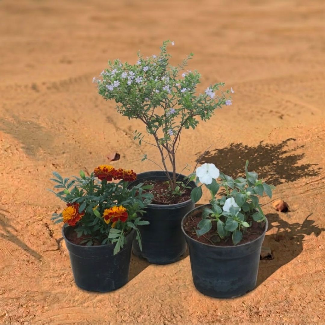 Set of 3 - Cuphea / False Heather White, Balsam White & Marigold / Genda Jafri (Any Colour) in 4 Inch Nursery Pot