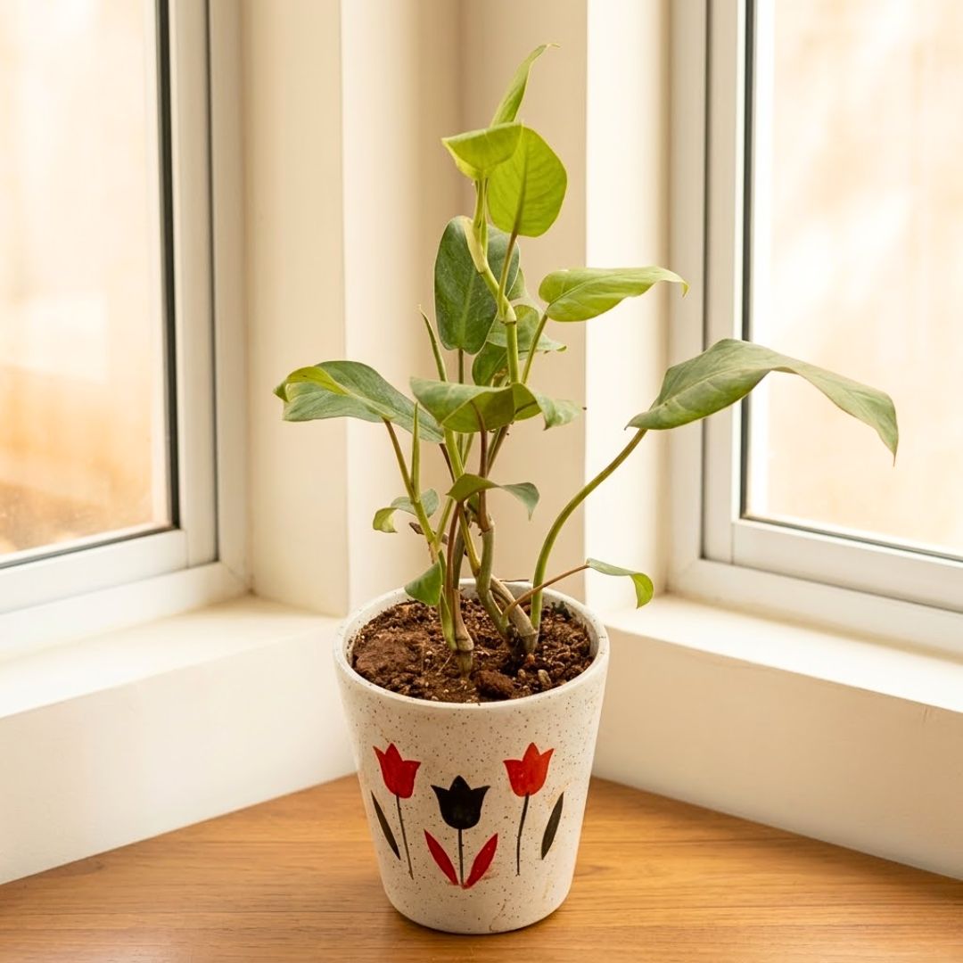 Philodendron Green in 7 Inch Vibrant Glass Designer Ceramic Pot (Any Colour & Design)