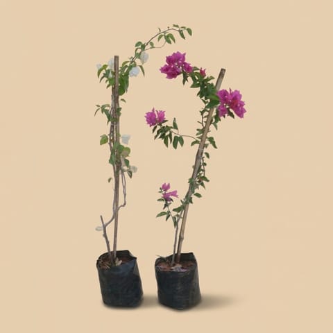 Set of 2 - Bougainvillea (Pink & White) in 8 Inch Nursery Bag
