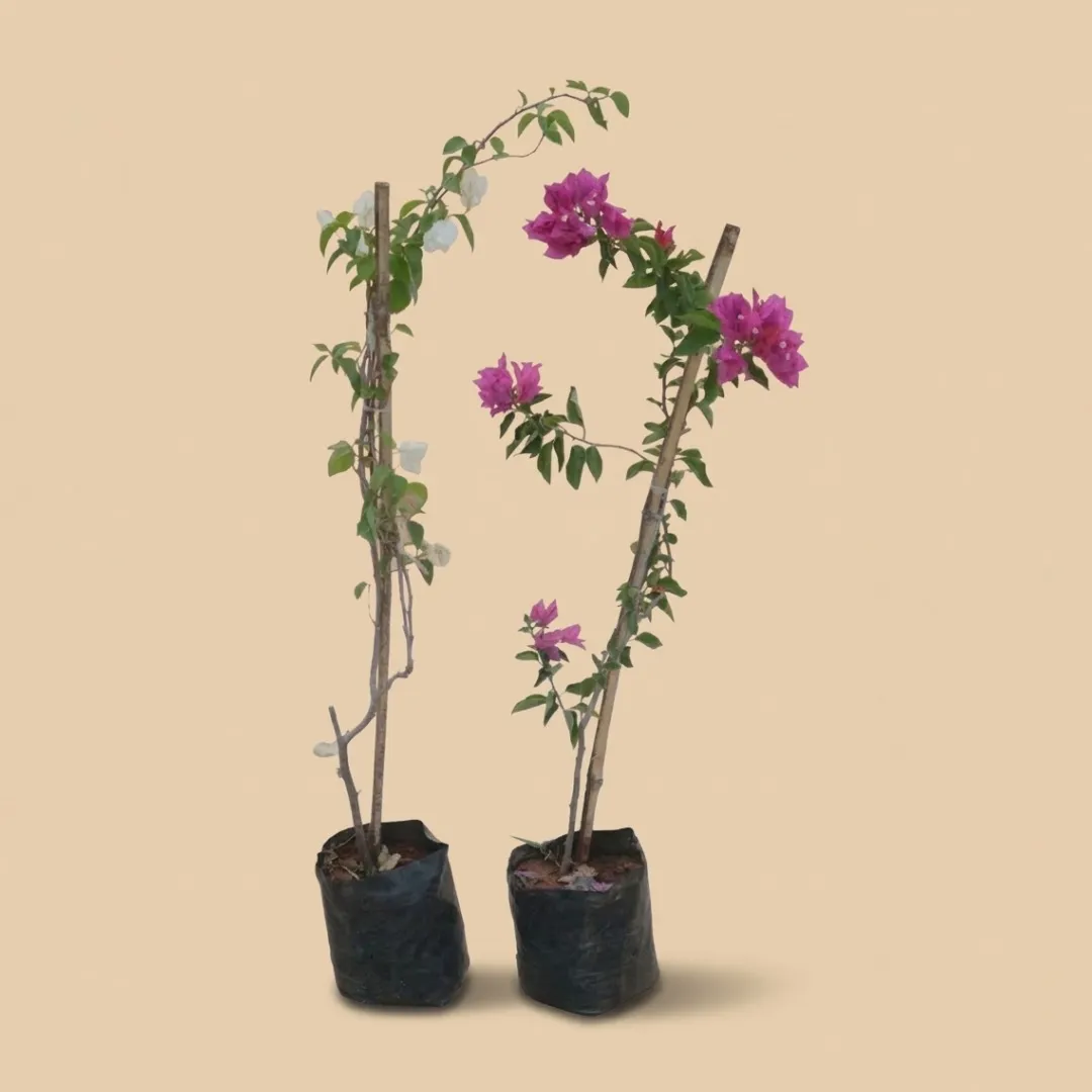 Set of 2 - Bougainvillea (Pink & White) in 8 Inch Nursery Bag