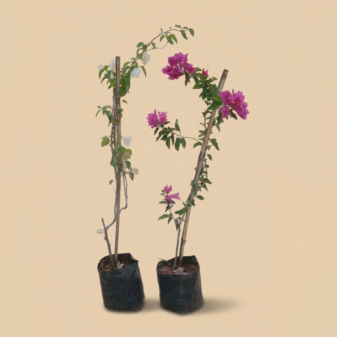 Set of 2 - Bougainvillea (Pink & White) in 8 Inch Nursery Bag