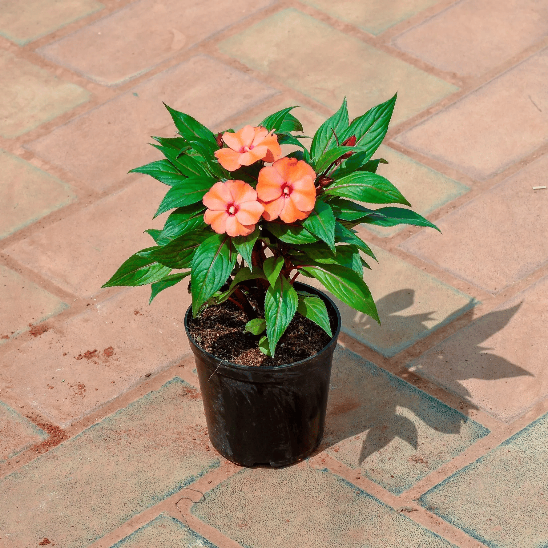 Balsam Orange in 5 Inch Nursery Pot