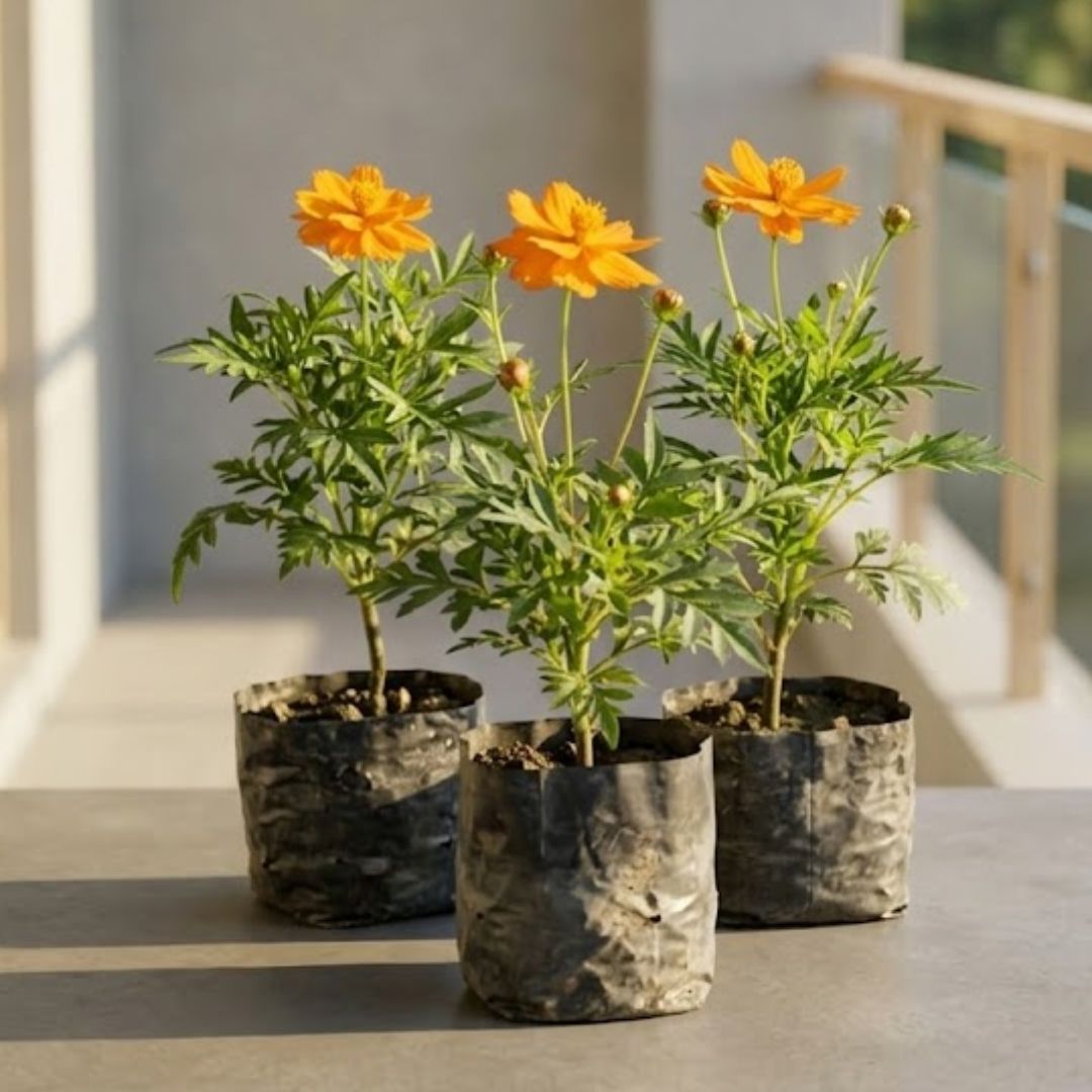 Set of 3 - Cosmos Yellow in 4 Inch Nursery Bag