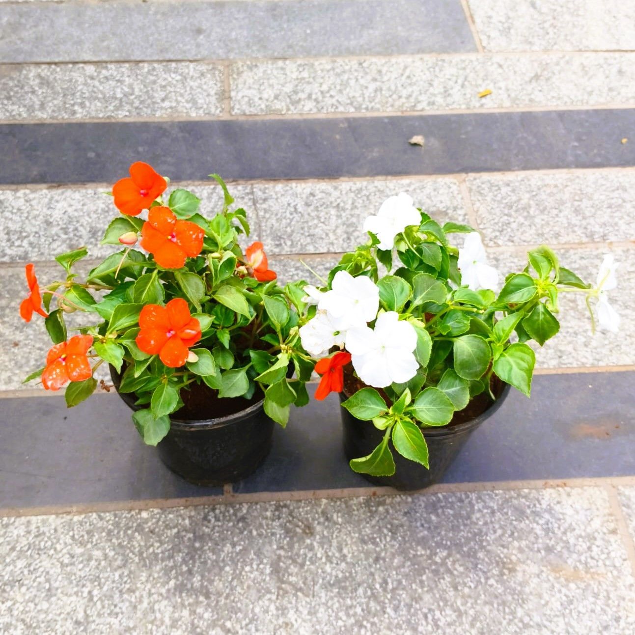 Set of 2 - Balsam (White & Orange) in 5 Inch Nursery Pot
