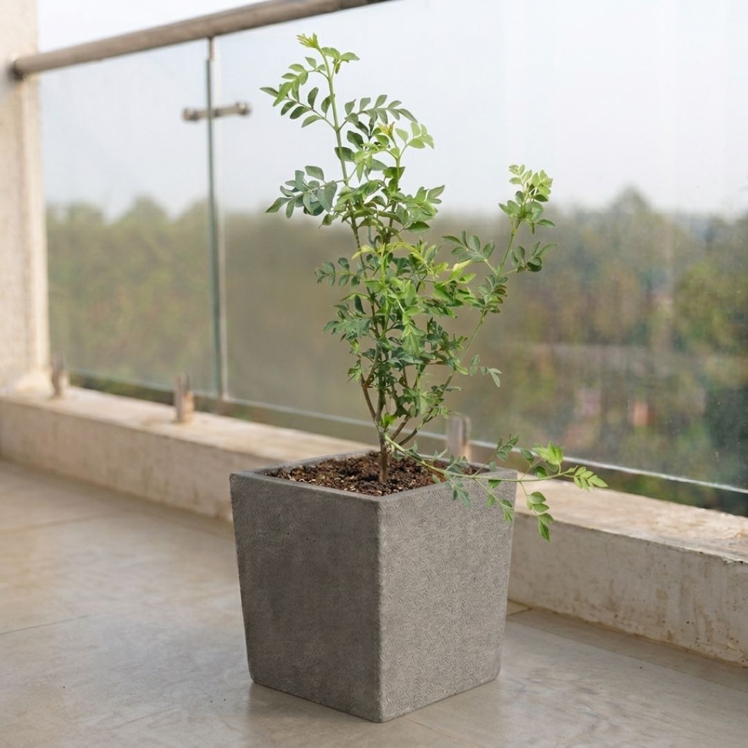 Chameli in 8 X 8 Inch Grey Premium Kyvos Fiberglass Planter