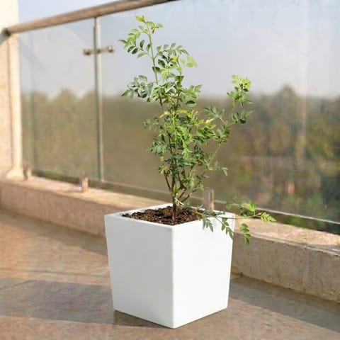 Chameli in 8 X 8 Inch White Premium Kyvos Fiberglass Planter