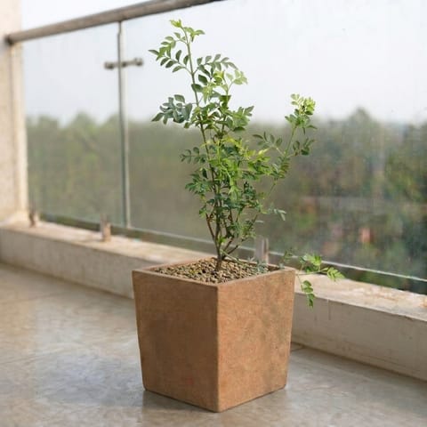 Chameli in 8 X 8 Inch Sandstone Premium Kyvos Fiberglass Planter