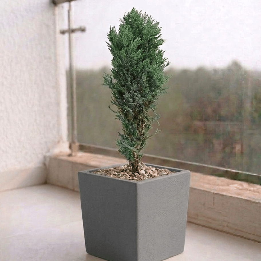 Cypress Green in 8 X 8 Inch Grey Premium Kyvos Fiberglass Planter