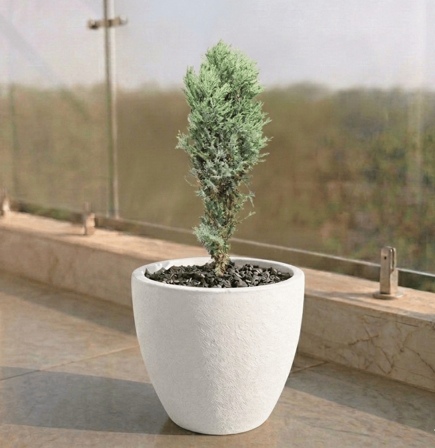 Cypress Green in 08 X 08 Inch White Premium Convessa Fiberglass Planter