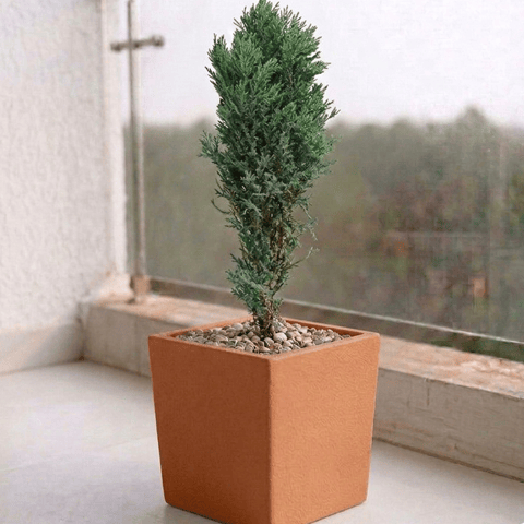 Cypress Green in 8 X 8 Inch Sandstone Premium Kyvos Fiberglass Planter