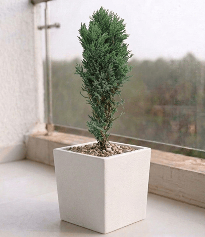 Cypress Green in 8 X 8 Inch White Premium Kyvos Fiberglass Planter