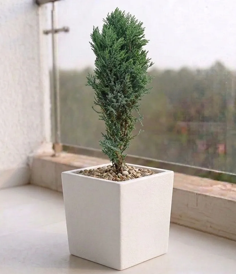 Cypress Green in 8 X 8 Inch White Premium Kyvos Fiberglass Planter