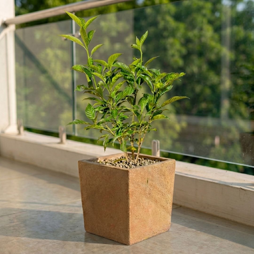 Singal Tagar in 8 X 8 Inch Sandstone Premium Kyvos Fiberglass Planter