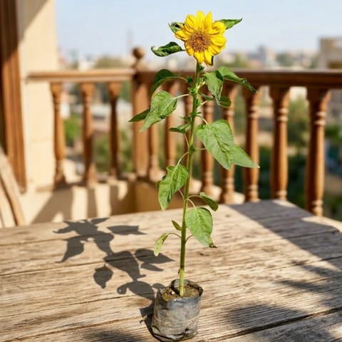 Beautiful Sunflower Plant in 4 Inch Nursery Bag
