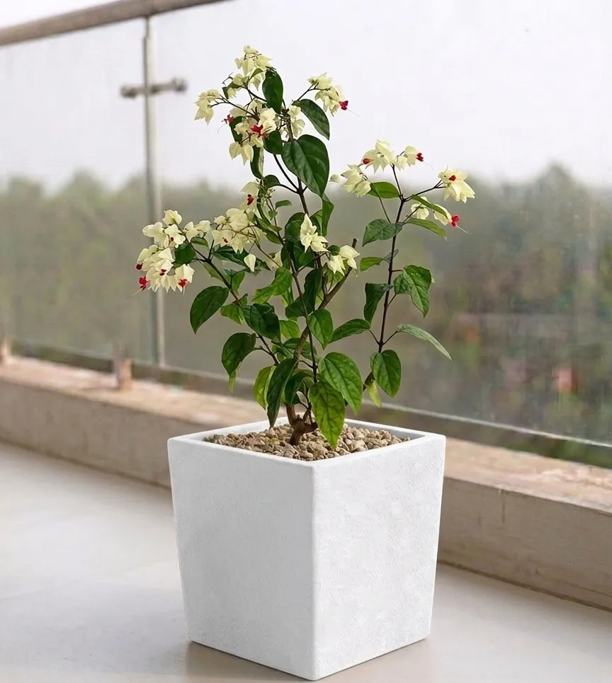 Bleeding Heart in 8 X 8 Inch White Premium Kyvos Fiberglass Planter