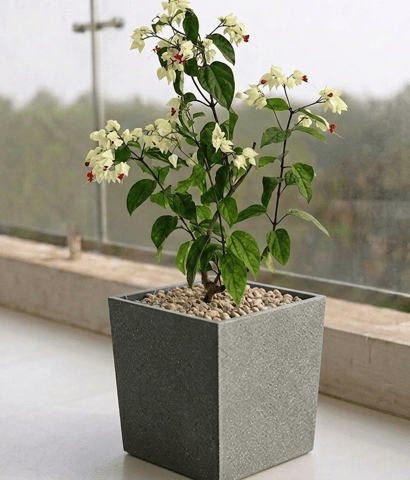 Bleeding Heart in 8 X 8 Inch Grey Premium Kyvos Fiberglass Planter
