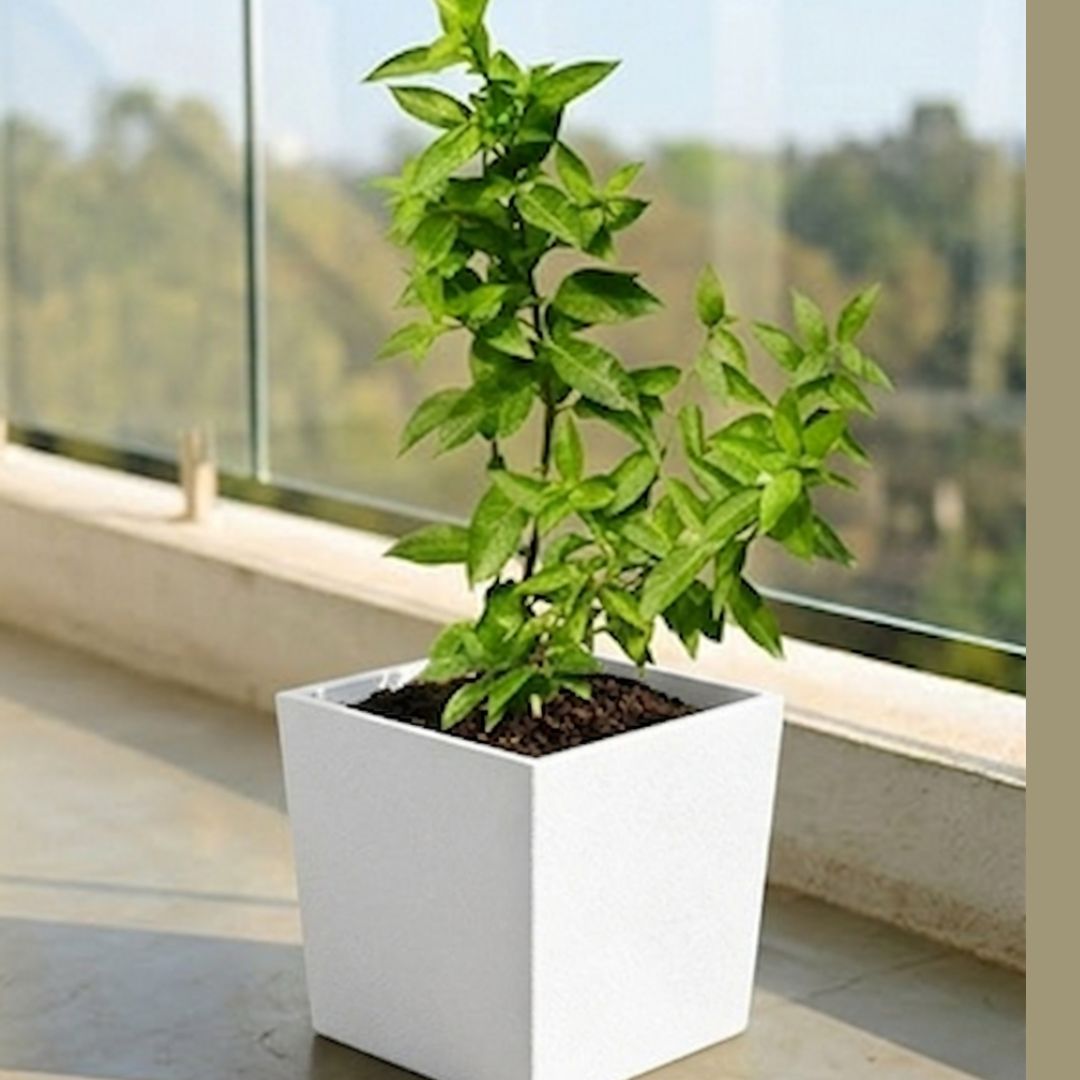 Raat Ki Rani / Night Blooming Jasmine in 8 X 8 Inch White Premium Kyvos Fiberglass Planter
