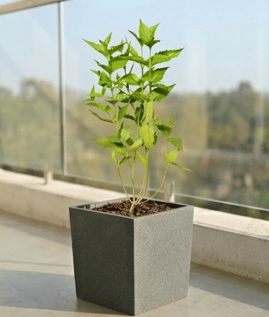 Parijaat in 8 X 8 Inch Live Plant Grey Premium Kyvos Fiberglass Planter