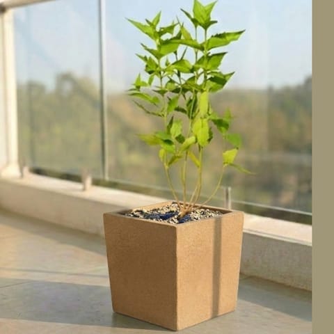 Parijaat in 8 X 8 Inch Live Plant Sandstone Premium Kyvos Fiberglass Planter