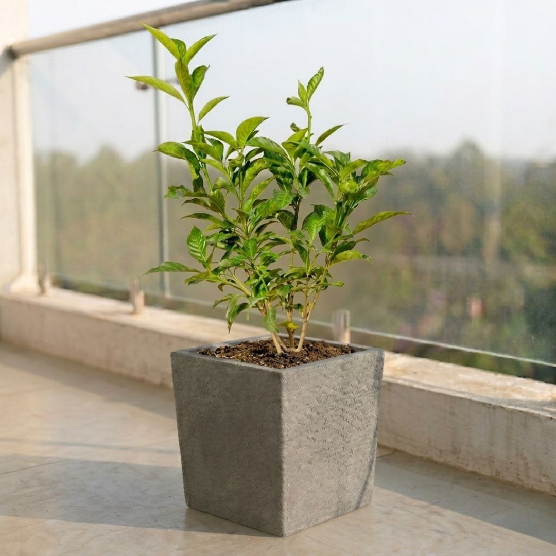 Singal Tagar in 8 X 8 Inch Grey Premium Kyvos Fiberglass Planter