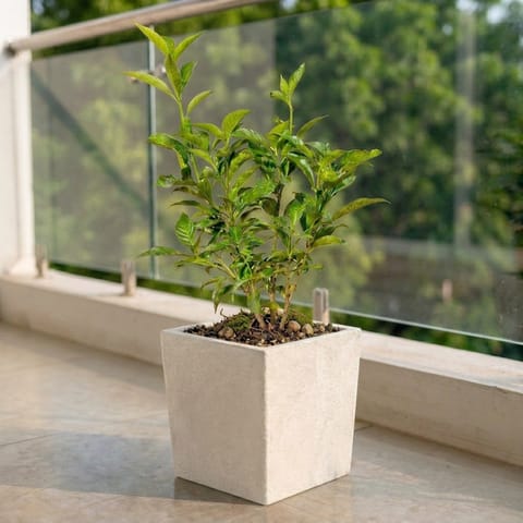 Singal Tagar in 8 X 8 Inch Live Plant White Premium Kyvos Fiberglass Planter