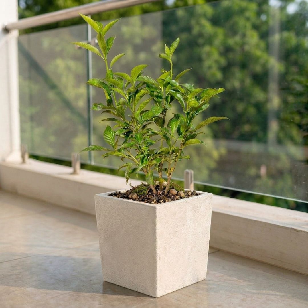 Singal Tagar in 8 X 8 Inch White Premium Kyvos Fiberglass Planter