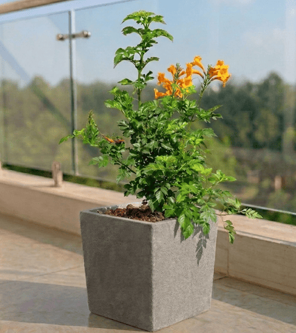 Tecoma Orange in 8 X 8 Inch Grey Premium Kyvos Fiberglass Planter