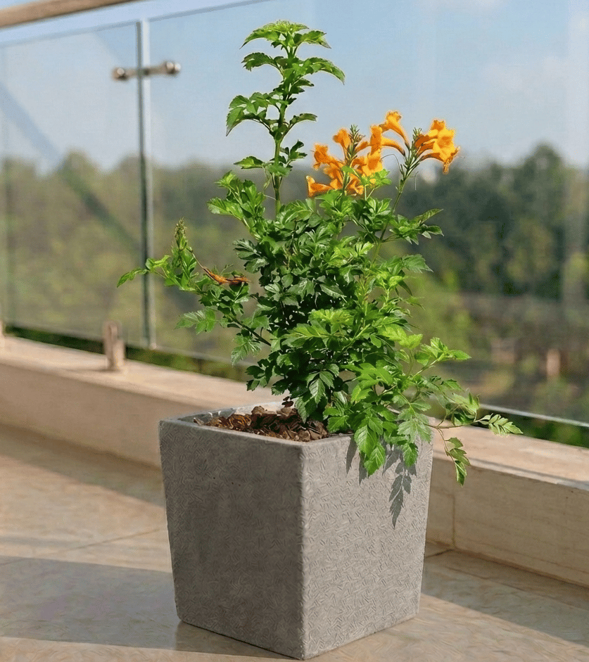 Tecoma Orange in 8 X 8 Inch Grey Premium Kyvos Fiberglass Planter