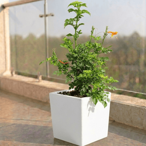 Tecoma Orange in 8 X 8 Inch Live Plant White Premium Kyvos Fiberglass Planter