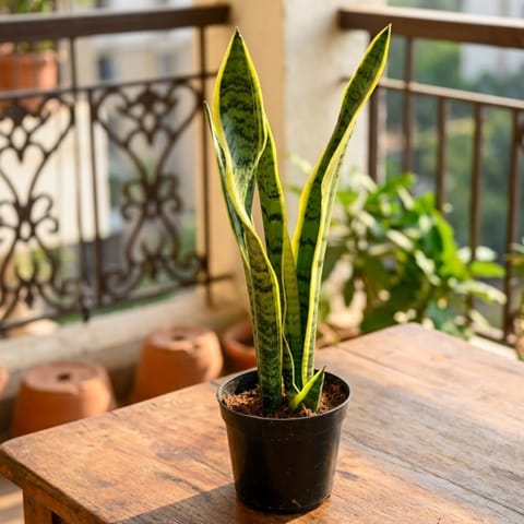 Air Purifier Snake Golden Long in 8 Inch Nursery Pot