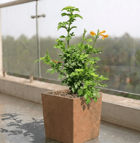 Tecoma Orange in 8 X 8 Inch Live Plant Sandstone Premium Kyvos Fiberglass Planter