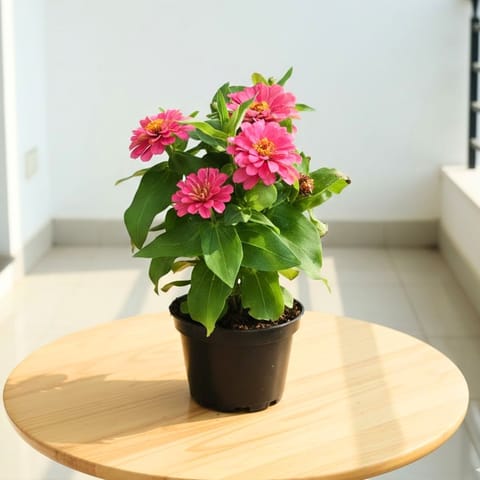 Zinnia Pink in 5 Inch Nursery Pot