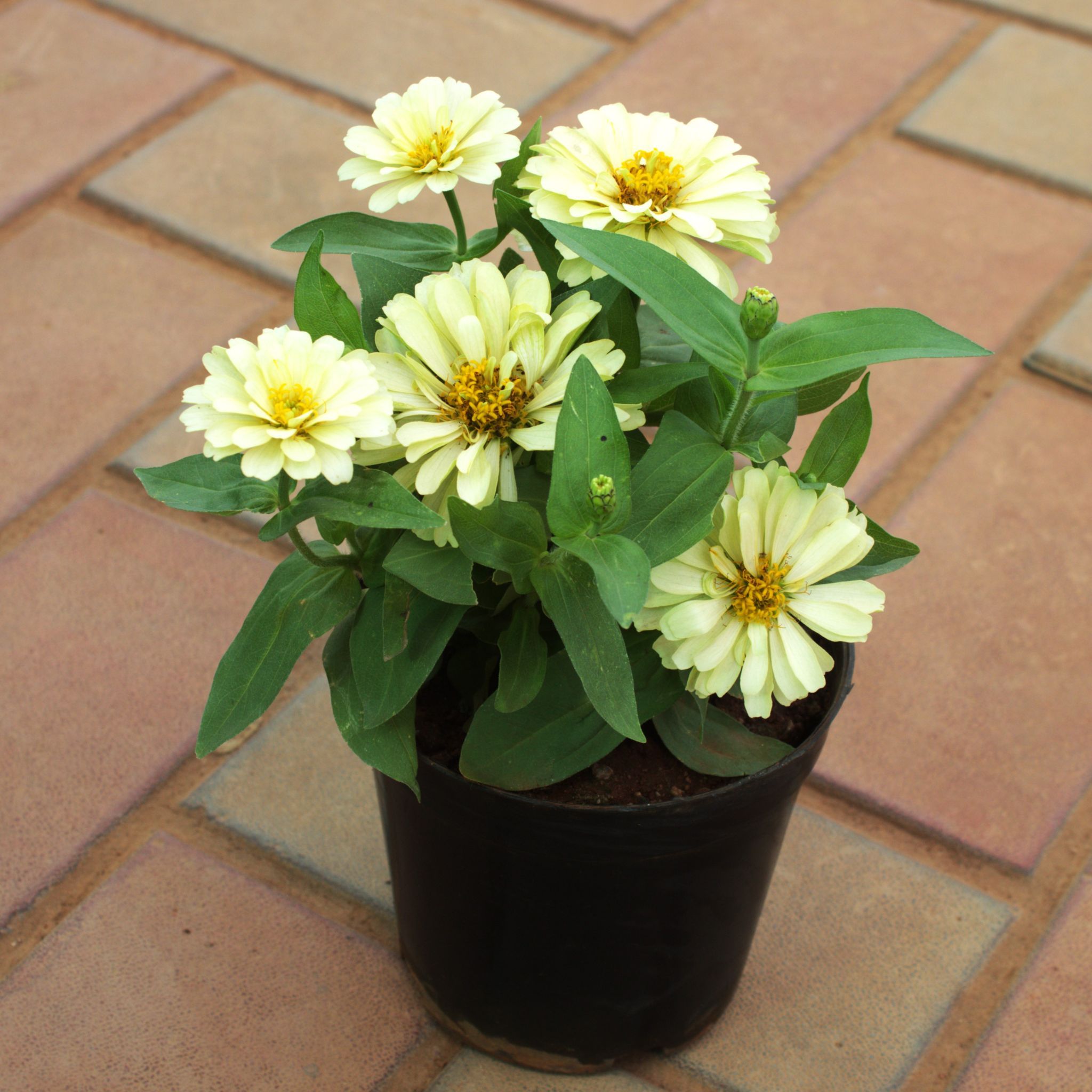 Zinnia White in 5 Inch Nursery Pot
